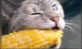 猫可以吃玉米吗 猫可以吃玉米吗